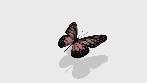 Animation Butterfly Alpha Channel Looped 5 Stock Footage Video (100% Royalty-free) 9268790 | Shutterstock Animation Butterfly Alpha Channel Looped 5 Stock Footage Video (100% Royalty-free) 9268790 | Shutterstock