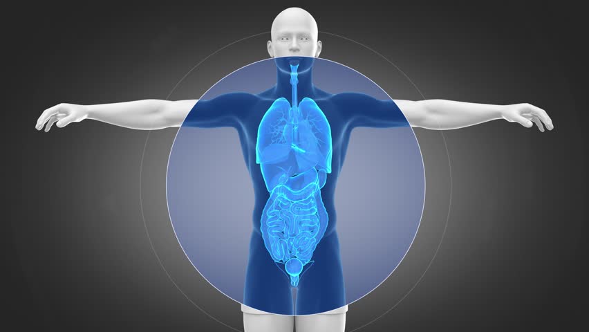 Anatomy Male Organs in Loop Stock Footage Video (100% Royalty-free) 9309740 | Shutterstock