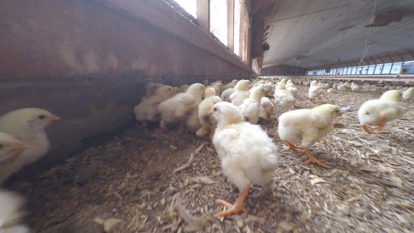 Baby Chickens In Chicken House Stock Footage Video 100 Royalty Free 9354440 Shutterstock