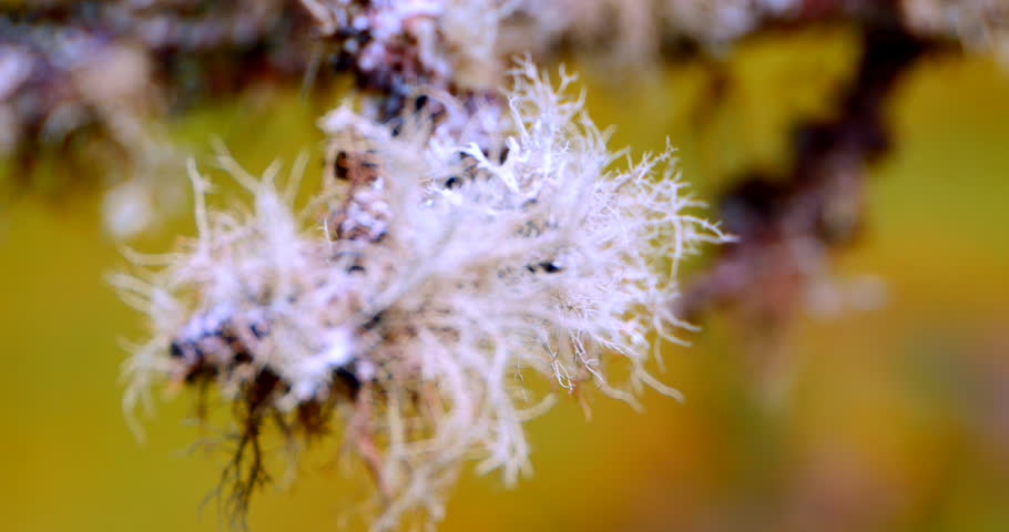 Header of usnea