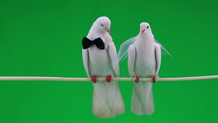 Wedding Pigeons On Green Screen Stock Footage Video 9799982 Wedding Pigeons On Green Screen Hd Stock Footage Clip