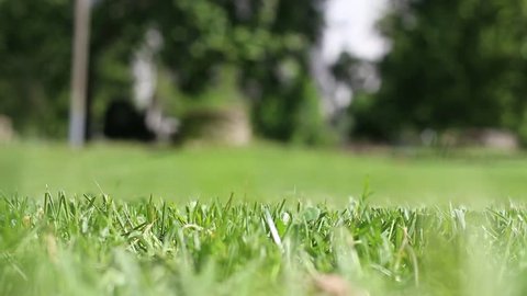 Grass Breeze Close Background Stock Footage Video (100% Royalty-free)  9912680 | Shutterstock