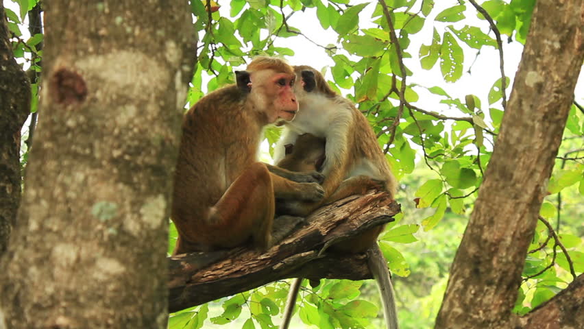 Wild Monkey In India. Family Of Monkeys Daily Activities. Sitting High ...