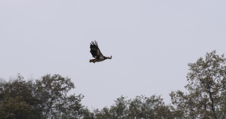 Young Bald Eagle No White Stock Footage Video 100 Royalty